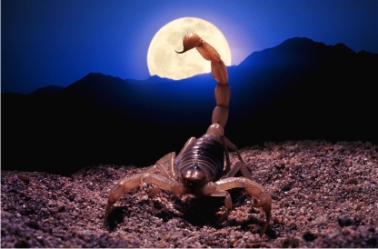 scorpion_moon.jpg