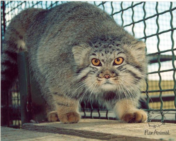 manul