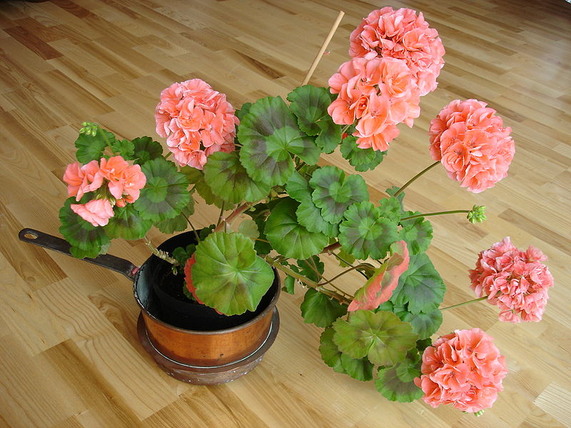 Pelargonium