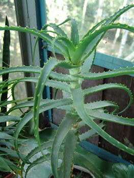 Aloe_arborescens